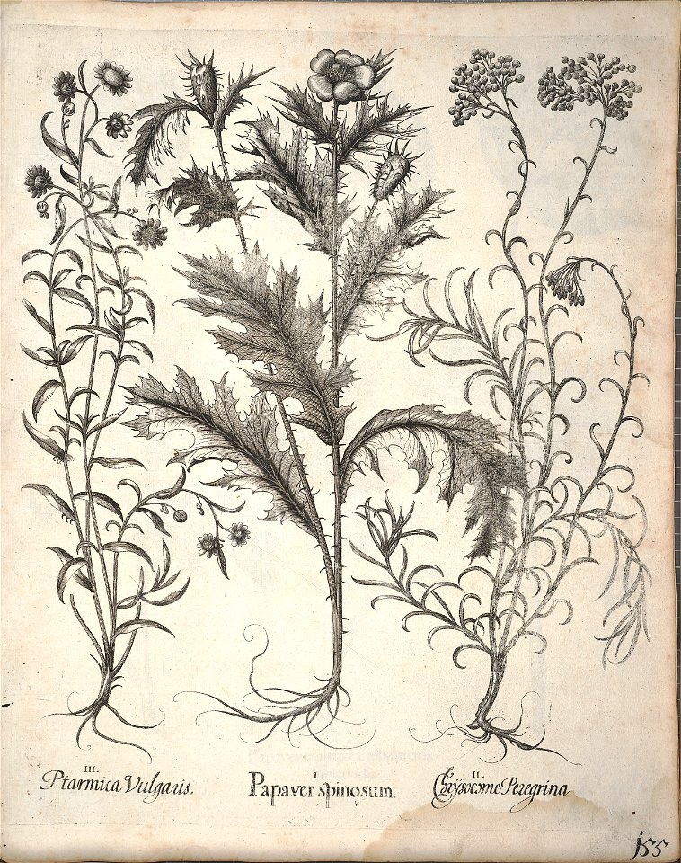 Hortus Eystettensis, 1640 (BHL 45339 307) - Classis Aestiva 155