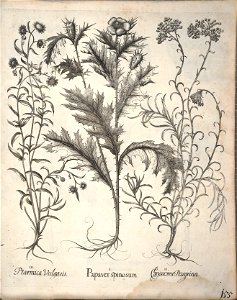 Hortus Eystettensis, 1640 (BHL 45339 307) - Classis Aestiva 155