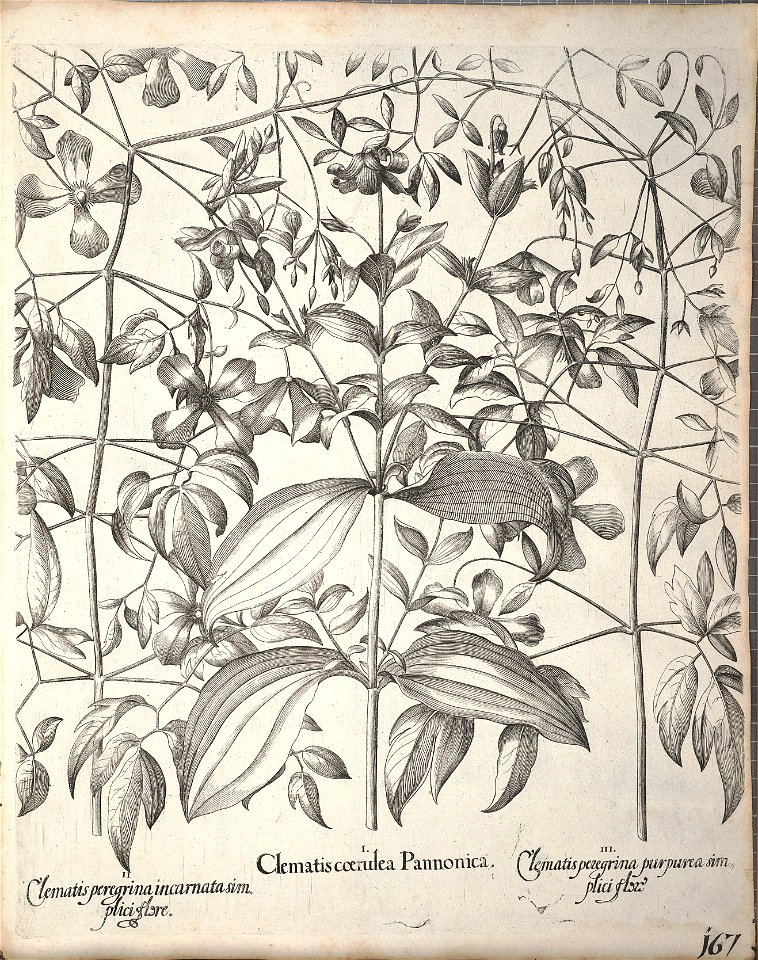 Hortus Eystettensis, 1640 (BHL 45339 319) - Classis Aestiva 167