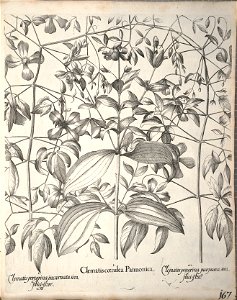 Hortus Eystettensis, 1640 (BHL 45339 319) - Classis Aestiva 167