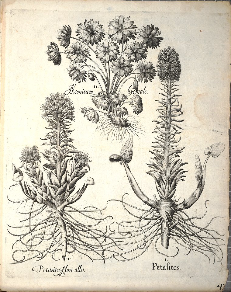 Hortus Eystettensis, 1640 (BHL 45339 387) - Classis Autumnalis 47