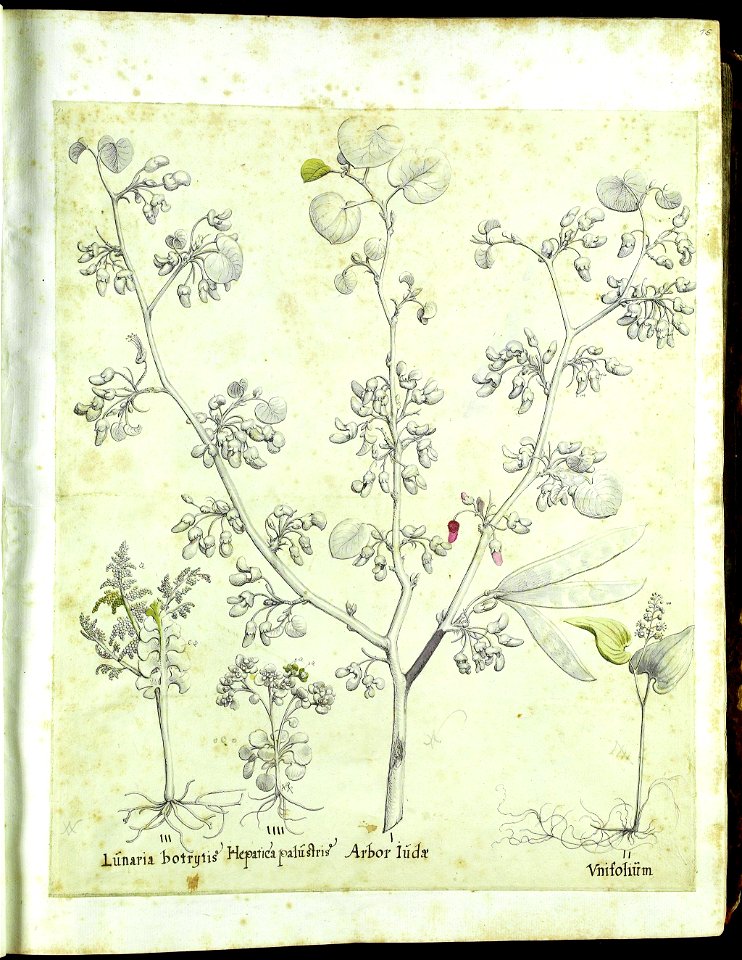 Hortus Eystettensis, Vorzeichnungen (MS 2370 2952495) -Verna,0,3