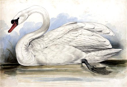 Houghton MS Typ 55.21 - Edward Lear, swan