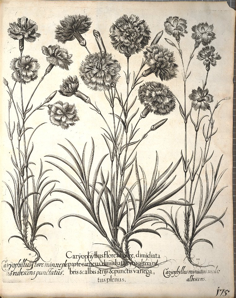 Hortus Eystettensis, 1640 (BHL 45339 327) - Classis Aestiva 175