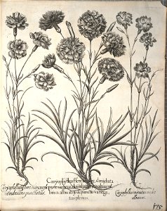 Hortus Eystettensis, 1640 (BHL 45339 327) - Classis Aestiva 175
