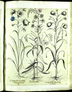 Hortus Eystettensis, Vorzeichnungen (MS 2370 2952649) -Aestiva,1,8