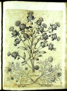 Hortus Eystettensis, Vorzeichnungen (MS 2370 2952770) -Aestiva,11,3