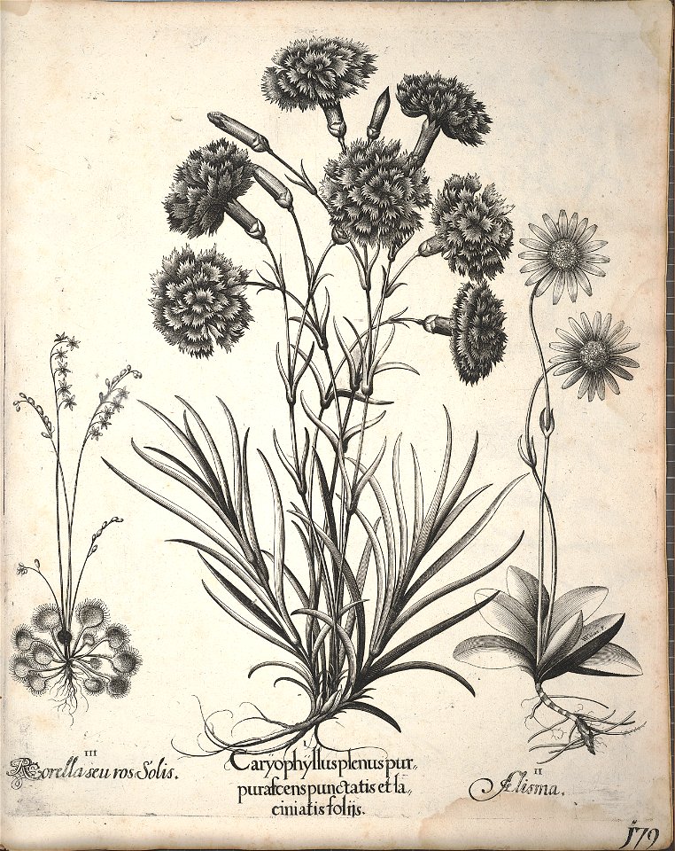 Hortus Eystettensis, 1640 (BHL 45339 331) - Classis Aestiva 179