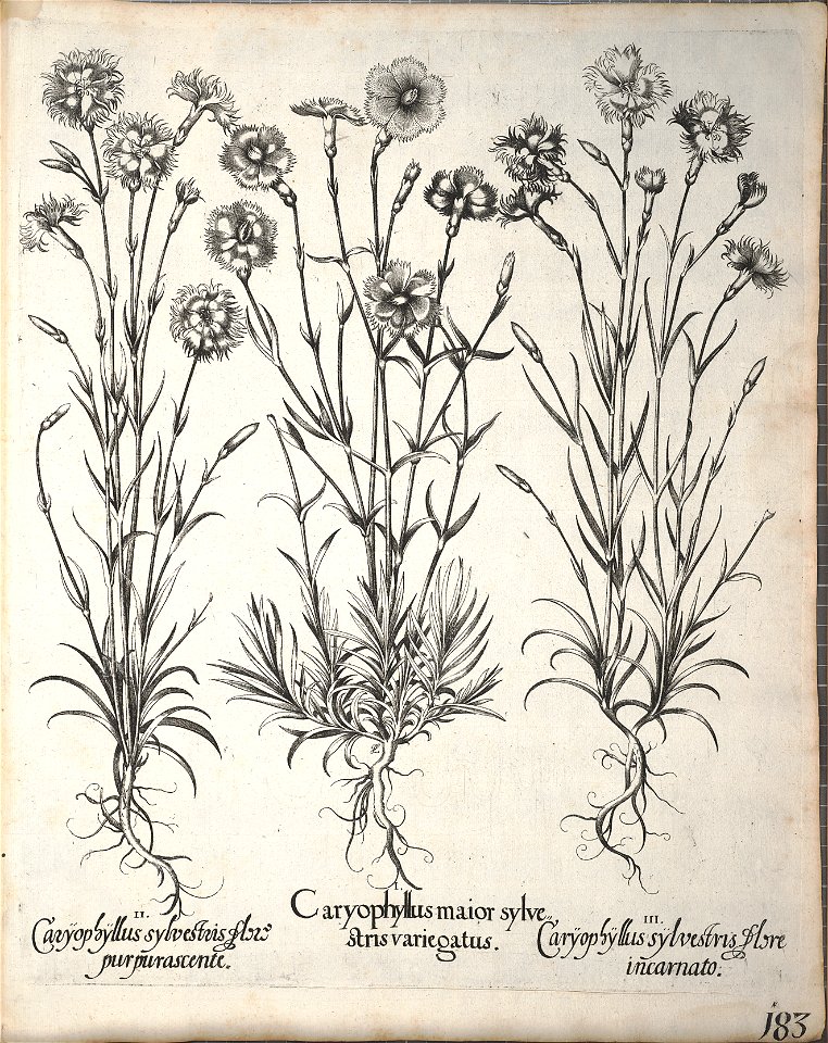 Hortus Eystettensis, 1640 (BHL 45339 335) - Classis Aestiva 183
