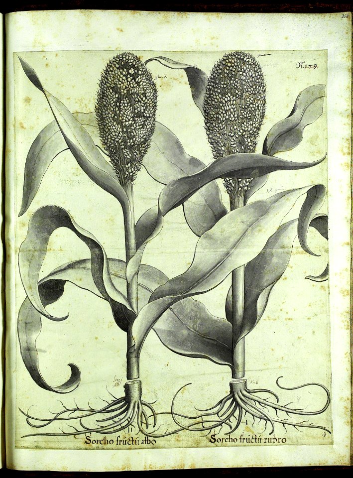 Hortus Eystettensis, Vorzeichnungen (MS 2370 2952839) -Autumnalis,2,13