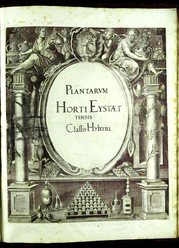 Hortus Eystettensis, Vorzeichnungen (MS 2370 2952856) -title Classis Hyberna
