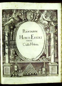 Hortus Eystettensis, Vorzeichnungen (MS 2370 2952856) -title Classis Hyberna