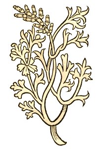 Hortus Fumaria1