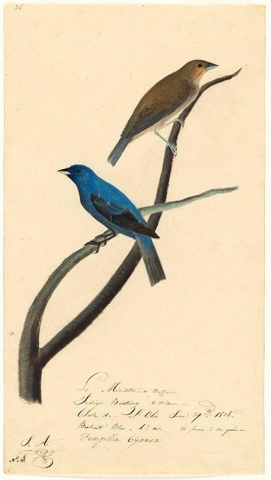 Houghton MS Am 21 (2) - John James Audubon, Passerina cyanea