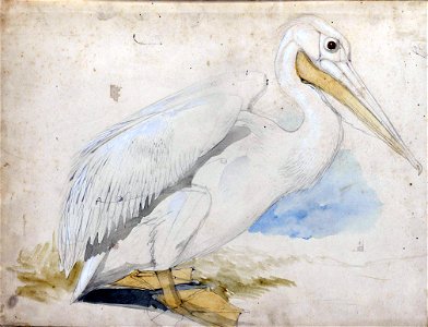 Houghton MS Typ 55.21 - Edward Lear, pelican