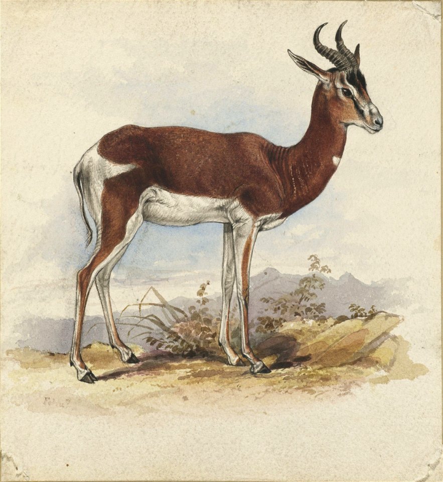 Houghton MS Typ 55.12 - Edward Lear, antelope