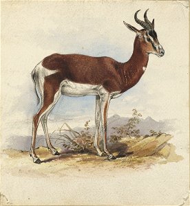 Houghton MS Typ 55.12 - Edward Lear, antelope
