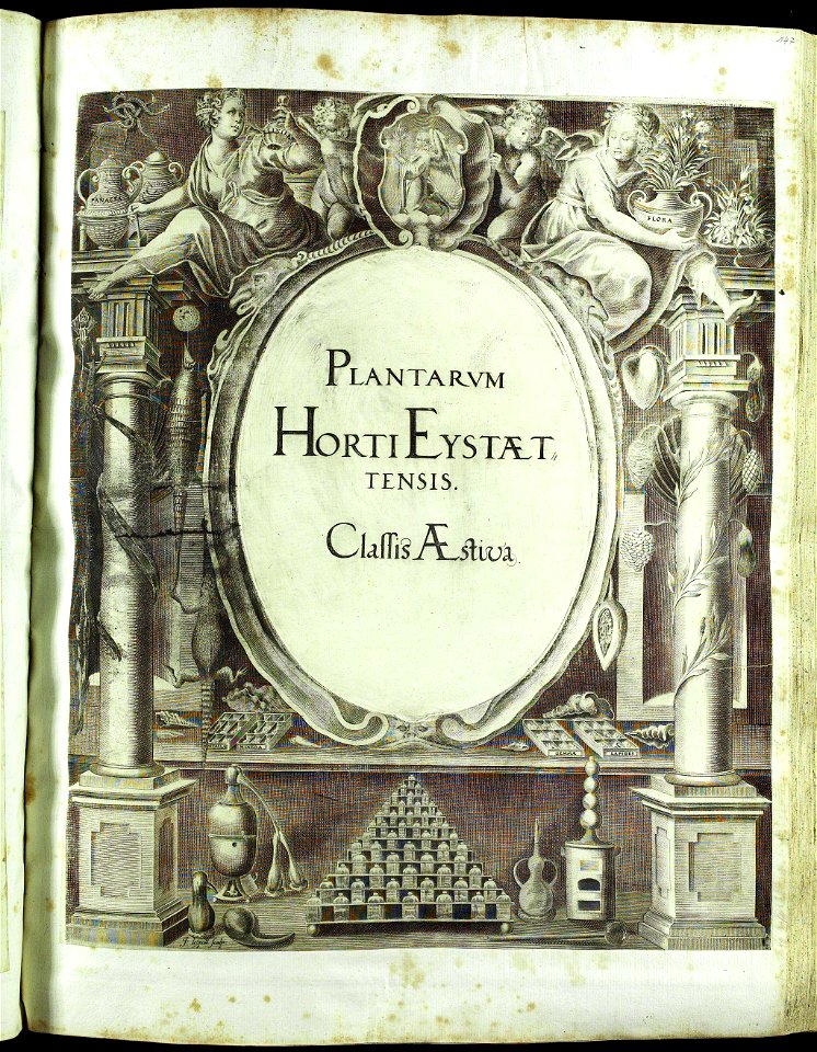 Hortus Eystettensis, Vorzeichnungen (MS 2370 2952627) -title Classis Aestiva