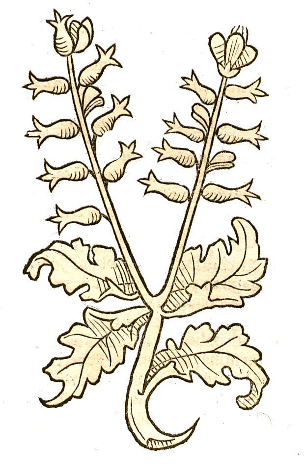 Hortus Iusquiamus