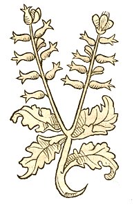 Hortus Iusquiamus