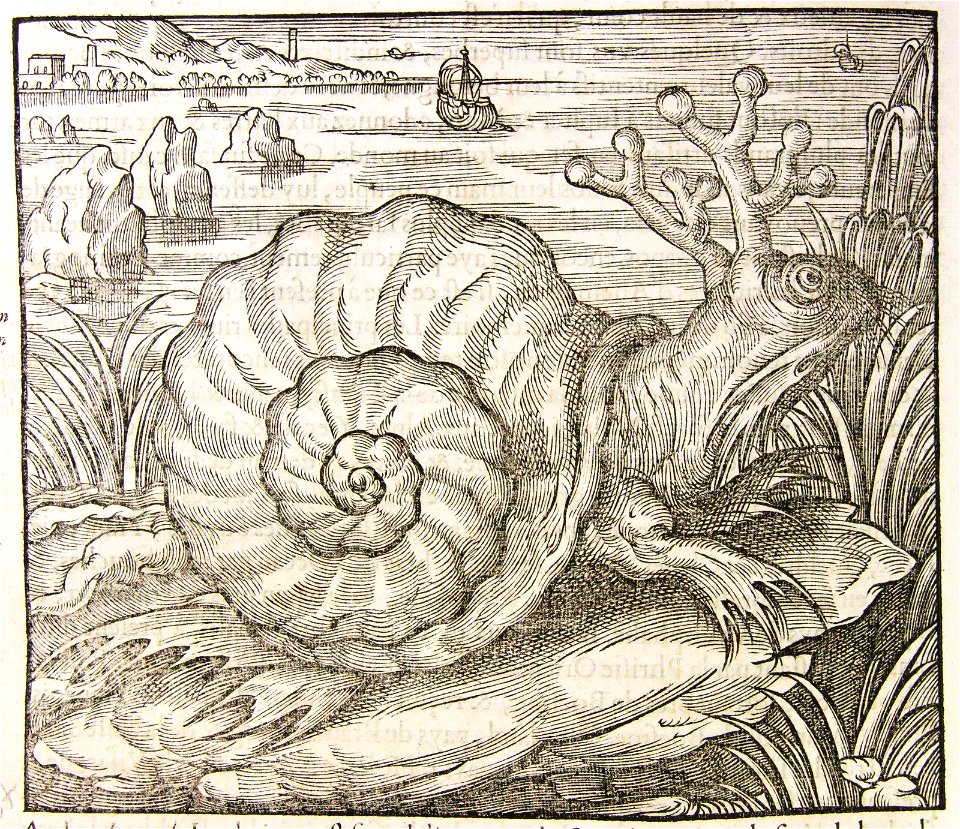 Houghton Typ 515.75.831 - Limaçon poisson monstrucux