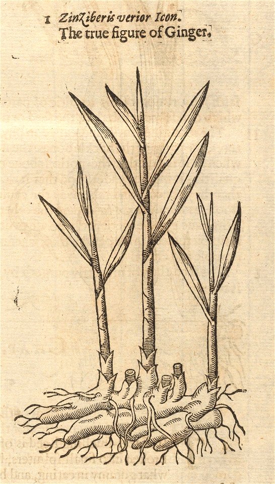 Houghton STC 11751 The herball, or, General historie of plantes, 1633 - ginger
