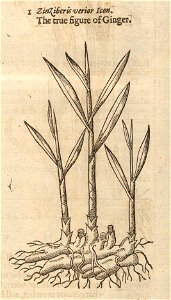 Houghton STC 11751 The herball, or, General historie of plantes, 1633 - ginger