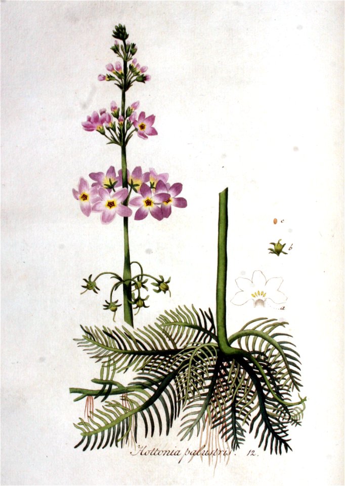 Hottonia palustris — Flora Batava — Volume v1