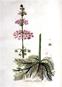 Hottonia palustris — Flora Batava — Volume v1