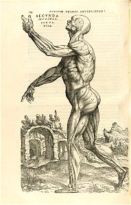 Houghton Typ 565.43.868 - De humani corporis fabrica, 174