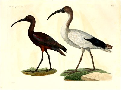 Houghton Typ 870.08.8778 - Oiseaux