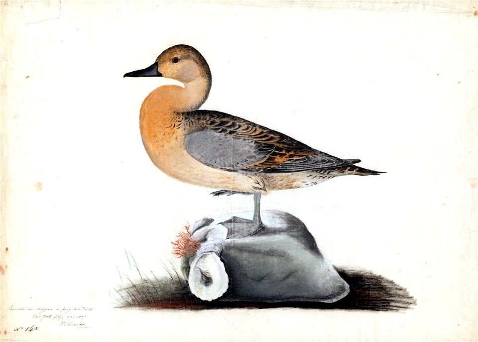 Houghton MS Am 21 (55) - John James Audubon, American widgeon