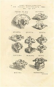 Houghton Typ 565.43.868 - De humani corporis fabrica, 60