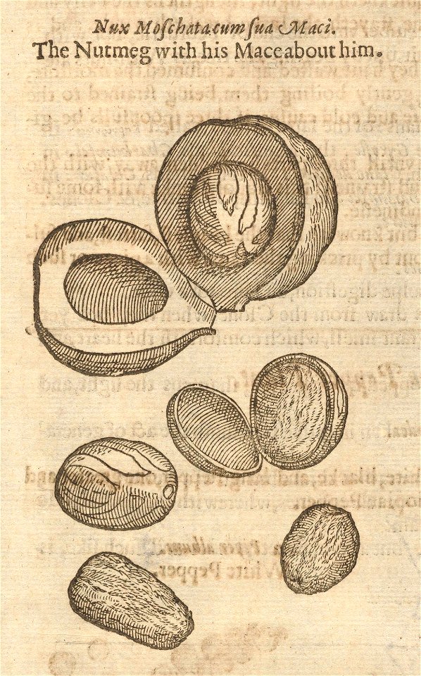 Houghton STC 11751 The herball, or, General historie of plantes, 1633 - nutmeg