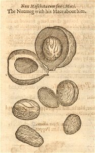 Houghton STC 11751 The herball, or, General historie of plantes, 1633 - nutmeg
