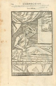 Houghton Typ 525.97.820 - De curtorum chirurgia per insitionem, icon octua