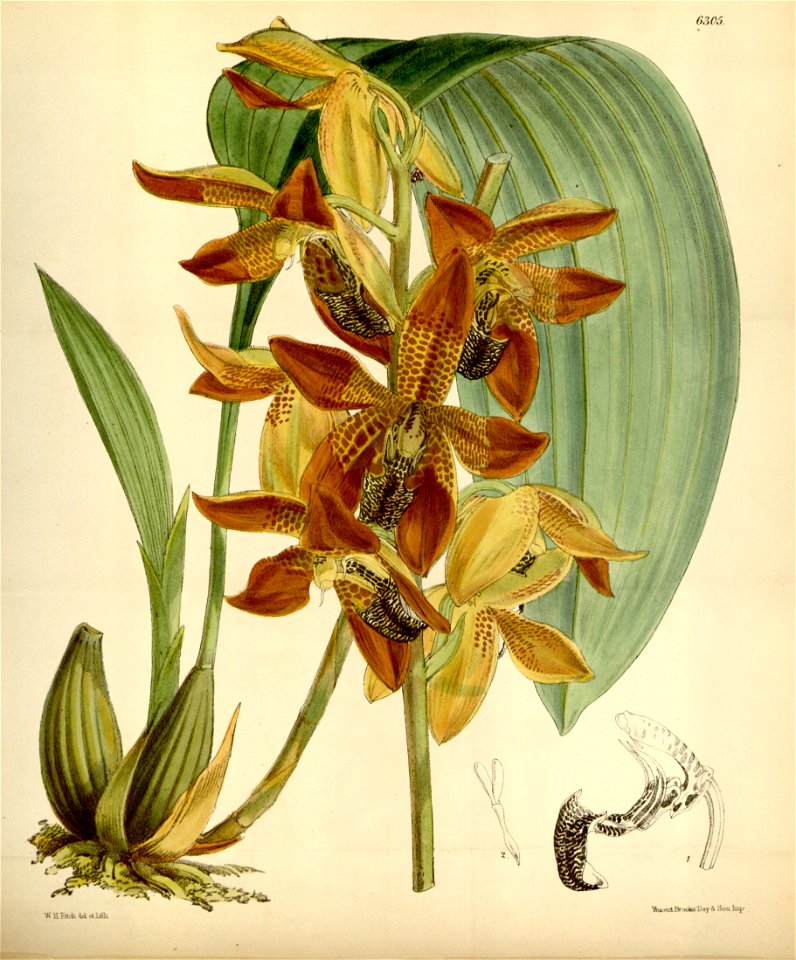 Houlletia odoratissima (as Houlletia picta) - Curtis' 103 (Ser. 3 no. 33) pl. 6305 (1877)