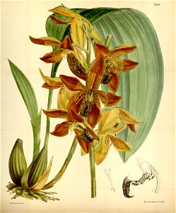 Houlletia odoratissima (as Houlletia picta) - Curtis' 103 (Ser. 3 no. 33) pl. 6305 (1877)