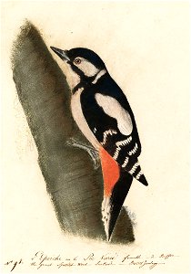 Houghton MS Am 21 (44) - John James Audubon, great spotted woodpecker