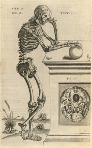 Houghton Typ 515.86.440 - Jacques Guillemeau, Tables anatomiques
