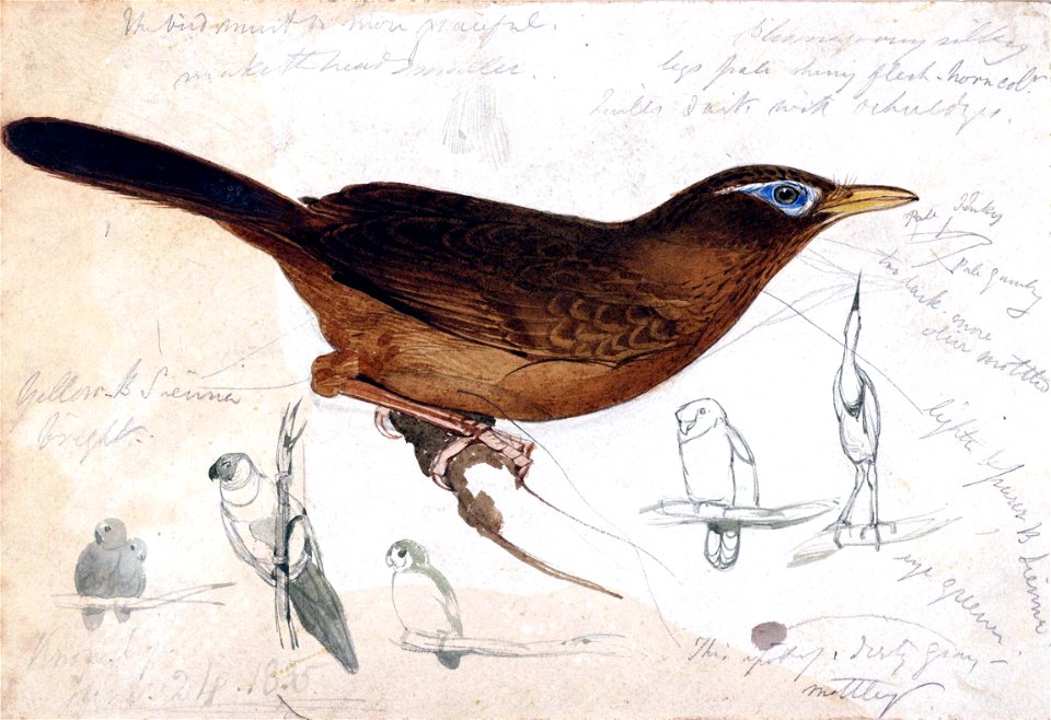 Houghton MS Typ 55.21 - Edward Lear, brown bird