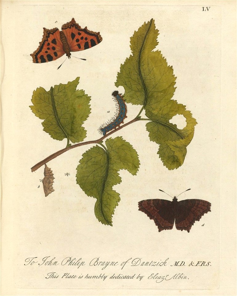 Houghton Typ 705.20.132 (A) - Natural history of English insects, LV