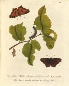Houghton Typ 705.20.132 (A) - Natural history of English insects, LV