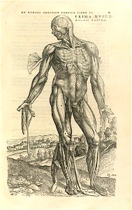 Houghton Typ 565.43.868 - De humani corporis fabrica, 181