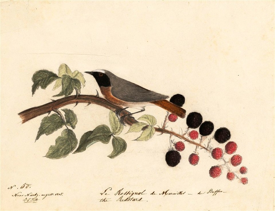 Houghton MS Am 21 (22) - John James Audubon