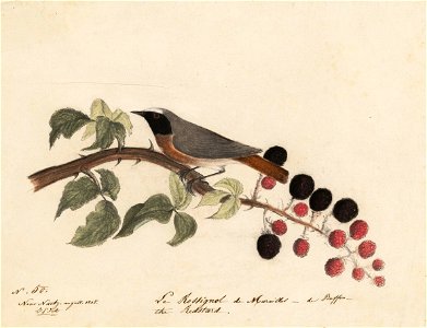 Houghton MS Am 21 (22) - John James Audubon