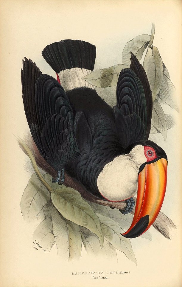 Houghton Typ 805L.34 - John Gould, Ramphastos toco, 1834