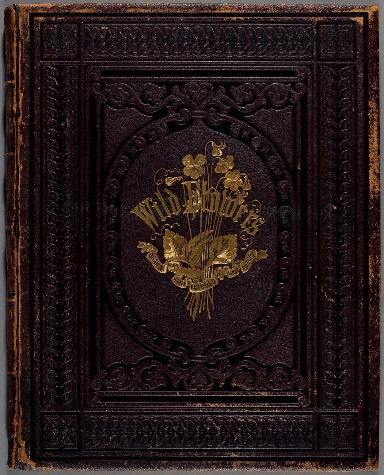 Houghton EDR 467 - Wild Flowers Drawn, cover