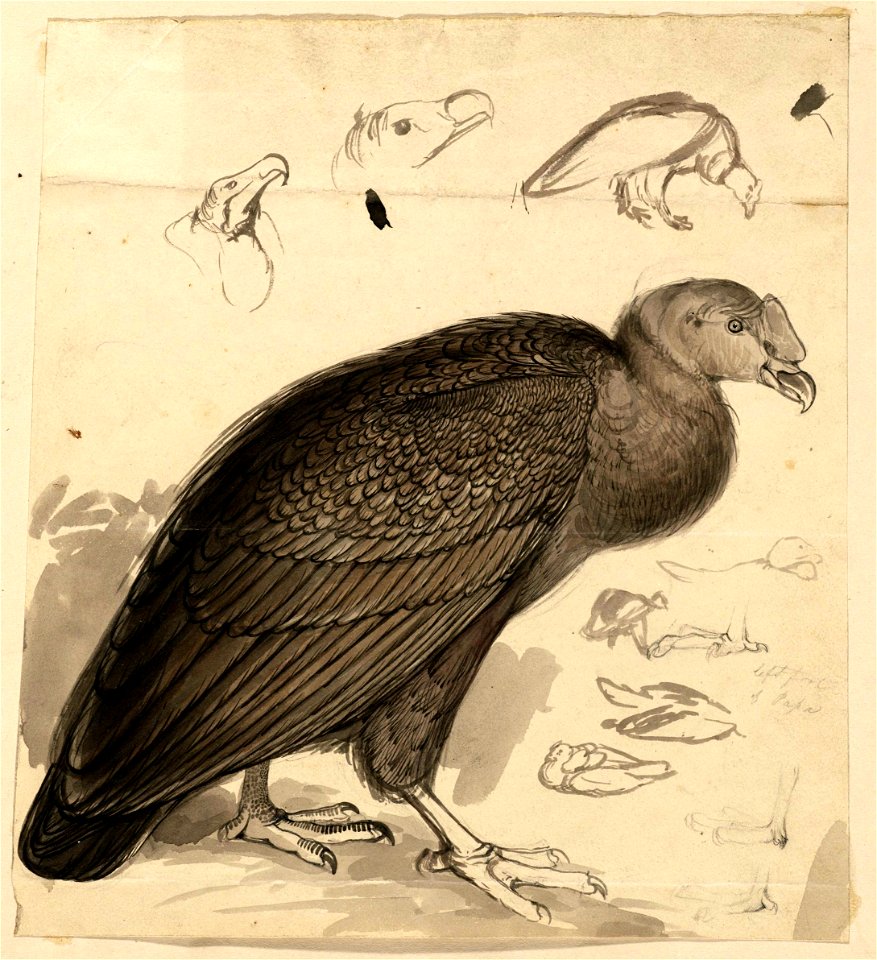 Houghton MS Typ 55.12 - Edward Lear, condor