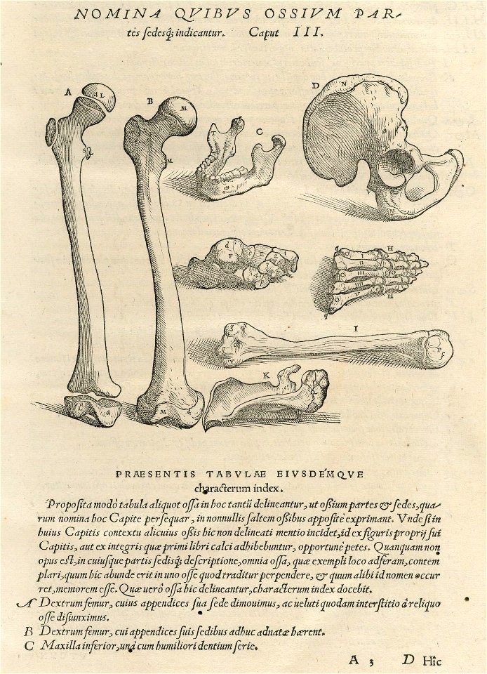Houghton Typ 565.43.868 - De humani corporis fabrica, caput III